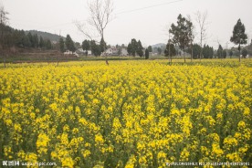 油菜花