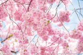 唯美桃花