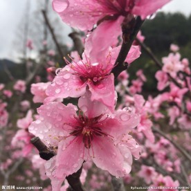 桃花