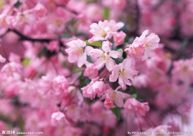 桃花红