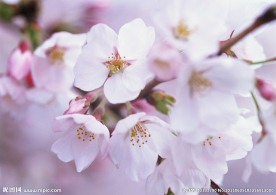 桃花红