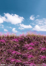 花园薰衣草