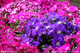 瓜叶菊
