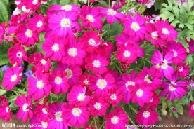 瓜叶菊