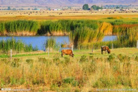 喀纳斯地质公园