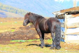 喀纳斯公园的马