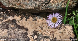 石缝里的鲜花