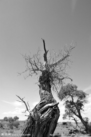 枯树