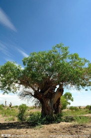 荒漠中的大树