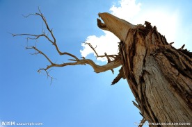 枯树