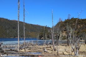 普达措森林公园