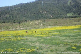 普达措森林公园