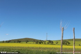 草原天路油菜花