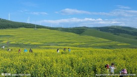 草原天路油菜花