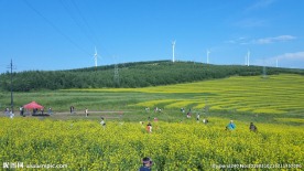 草原天路油菜花