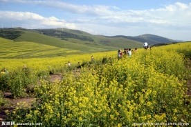金色的油菜花