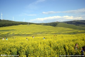 金色的油菜花田