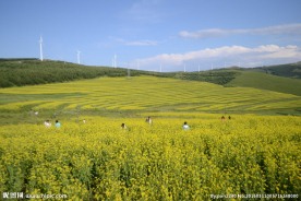 金色的油菜花