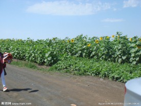 草原天路葵花园