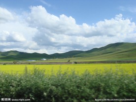 草原天路油菜花田
