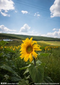 草原天路葵花丛