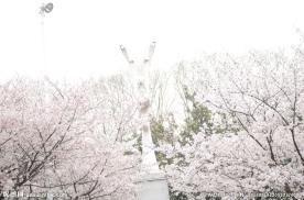 武大樱花