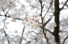 武大樱花