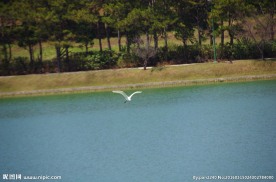 飞越湖面的海鸥