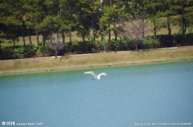 飞越湖面的海鸥