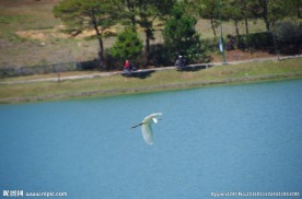 飞越湖面的海鸥