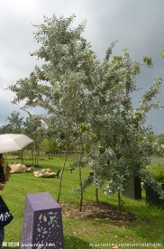 新加坡滨海植物园