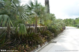 新加坡滨海植物园