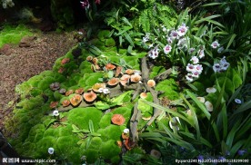 新加坡滨海植物园