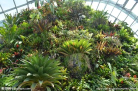 新加坡滨海植物园