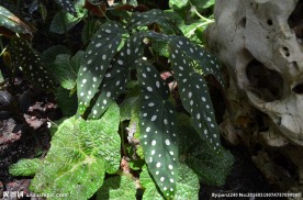 新加坡滨海植物园