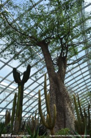 新加坡滨海植物园