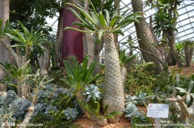 新加坡滨海植物园