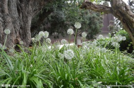 新加坡滨海植物园