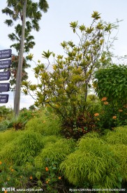 新加坡滨海空中花园