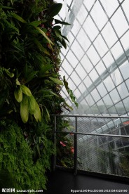 新加坡滨海空中花园植物
