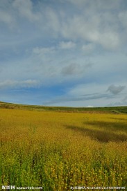 金色草原