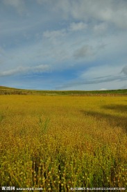 金色草原