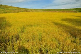 金色草原