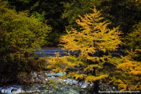秋天的稻城亚丁