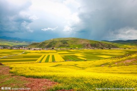 门源油菜花