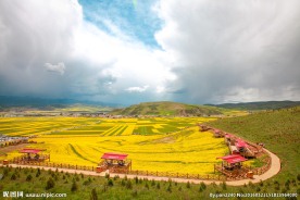 门源油菜花