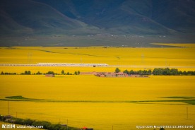 门源油菜花