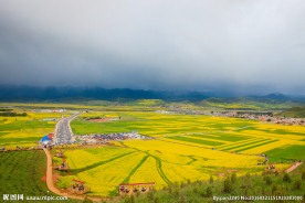门源油菜花