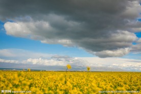 青海湖油菜花