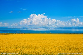 青海湖油菜花